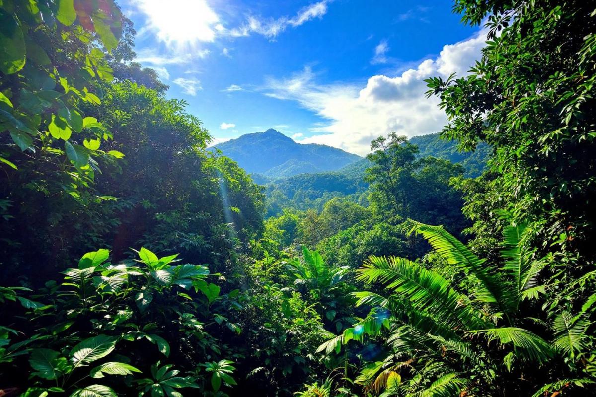 La forêt guyanaise : découvrez le plus grand trésor naturel de France en Outre-mer